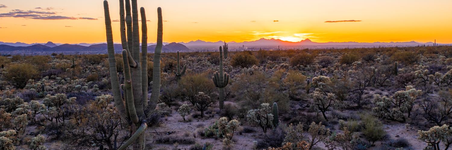 cacti in the desert