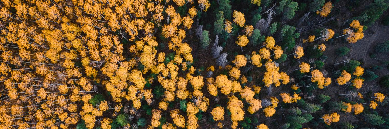 aspens landscape