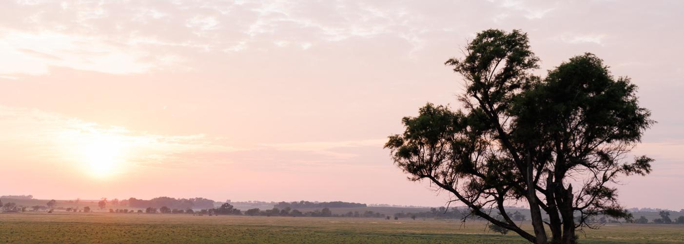 tree at sunset